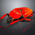 Vibrant Red Beetle With Black Head And Legs On Dark Background