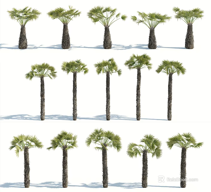 Varieties Of Palm Trees With Green Foliage And Straight Trunks 3d model 