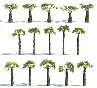 Modern Palm Tree 3d model