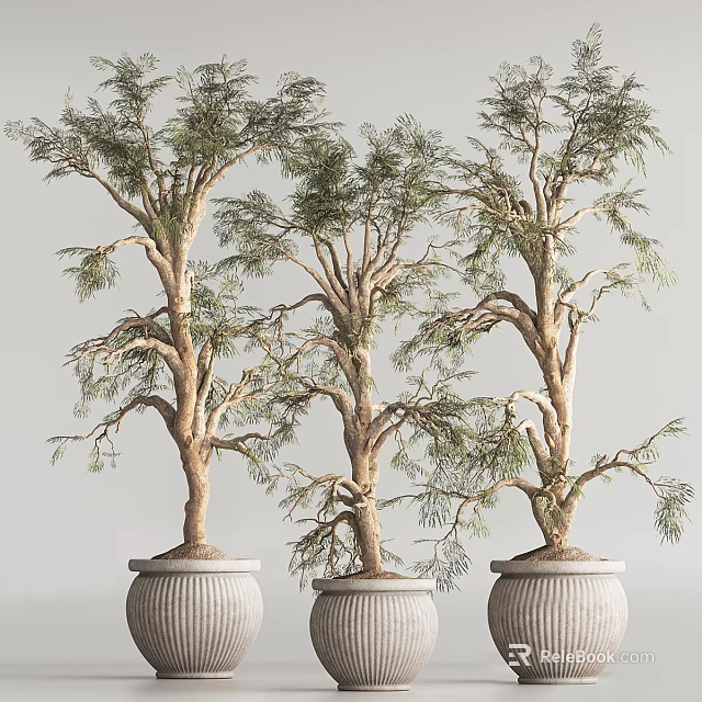 Bonsai Trees With Twisted Trunks And Lush Green Foliage In Ceramic Pots 3d model 