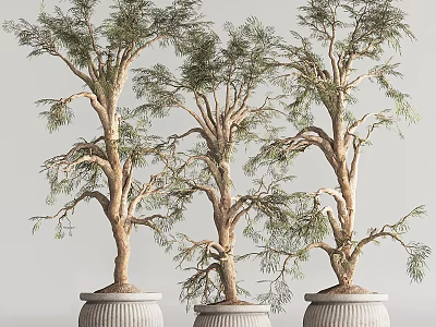 Bonsai Trees With Twisted Trunks And Lush Green Foliage In Ceramic Pots 3d model