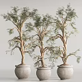 Bonsai Trees With Twisted Trunks And Lush Green Foliage In Ceramic Pots