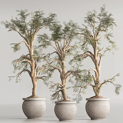 Bonsai Trees With Twisted Trunks And Lush Green Foliage In Ceramic Pots 3d model