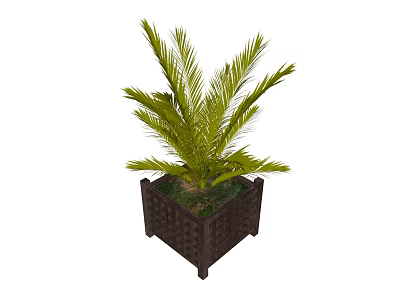 Bonsai Potted Plant With Square Woven Pot And Lush Green Palm Leaves 3d model