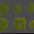 Green Shrubs In Various Trimmed Shapes For Garden Landscaping And Decoration