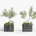 Green Leafy Bonsai Potted Plants with Small Purple Blue Flowers in Black Square Planters