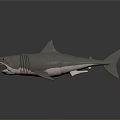 Realistic Gray Shark With Open Mouth Showing Red Teeth On Dark Display Surface