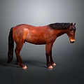Detailed Brown Horse Model in Standing Pose on Gray Background