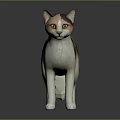 Calico Cat with Yellow Eyes in Standing Pose Against Dark Background Showing Smooth Fur