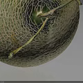 Fresh Round Cantaloupe with Green Netted Texture and Stem on Black Background 3d model