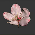 Pink Flower With Delicate Petals And Yellow Stamens On Dark Background
