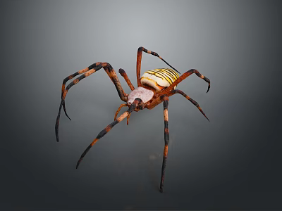 Yellow and Black Striped Spider with Long Legs on Dark Background 3d model