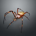 Yellow and Black Striped Spider with Long Legs on Dark Background
