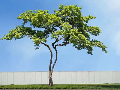 Lush Green Tree With Curved Trunk On Grass Lawn Against Blue Sky And White Wall 3d model