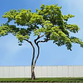 Lush Green Tree With Curved Trunk On Grass Lawn Against Blue Sky And White Wall