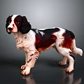 Brown and white dog with fluffy shiny coat standing alert on dark background