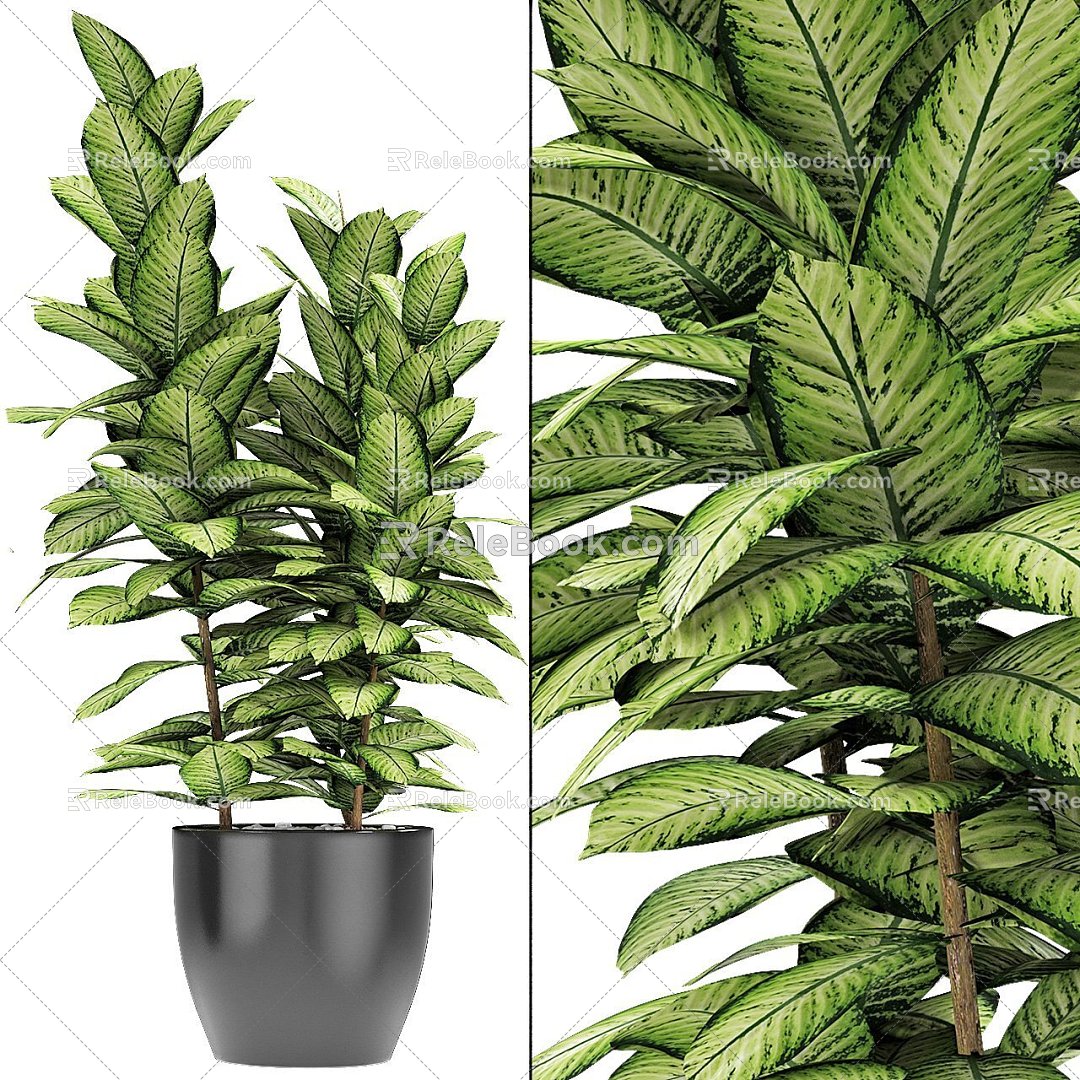 Plant potted plant pot office plant street plant green plant tropical decoration 3d model