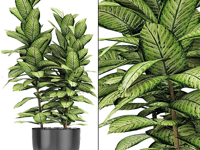 Plant potted plant pot office plant street plant green plant tropical decoration 3d model