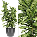 Potted Bonsai Plant with Lush Green Leaves Vibrant Patterns in Black Pot Detailed View