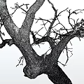 Leafless Tree With Twisted Trunk And Intricate Branches In Monochrome Illustration 3d model