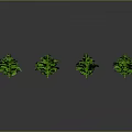 Fresh Green Plants Arranged In Specific Shape On Gray Background