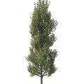 Green Tree Adjacent To Stylish Storage Locker In Outdoor Setting