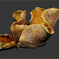 Vibrant Orange Vegetable Mushrooms Cluster With Wavy Edges And Fresh Texture
