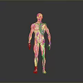 Human Anatomical Model Displaying Detailed Muscle And Skeleton Organ Structure