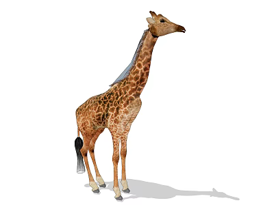 Giraffe With Long Neck And Brown Spotted Pattern Standing On White Background 3d model