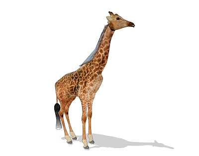Giraffe With Long Neck And Brown Spotted Pattern Standing On White Background 3d model