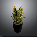 Vibrant Variegated Leaves Plant in Black Ceramic Pot on Dark Background