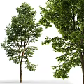 Tall Leafy Trees With Lush Green Foliage Strong Branches And Natural Appearance