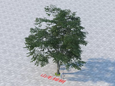 Beech Tree With Lush Green Foliage Standing On Paved Ground In Open Area 3d model