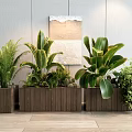 Wooden Planters with Lush Green Plants Ferns and Foliage for Indoor Decor