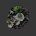 Fresh Oyster Mushrooms Growing On Wood With White Gray Caps And Green Moss In Dark Background