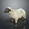 White Wool Sheep With Black Head And Legs Standing Against Gray Background