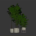 Fiddle Leaf Fig Plants In White Planters For Indoor Home Decor
