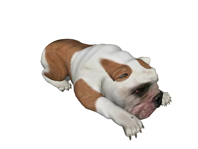 Brown And White Bulldog Lying Peacefully On The Ground Floor Surface 3d model