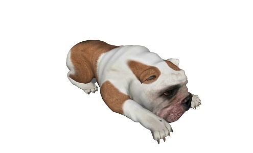 The Modern Dog 3d model