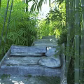 Tranquil Bamboo Grove Scenery with Winding Stone Steps and Lush Green Foliage