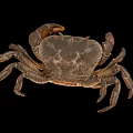 Shiny Golden Crab Aquatic Animal With Detailed Claws And Black Background Reflection