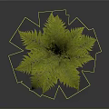 Lush Green Fern Plant With Feathery Hairy Leaves On Dark Background