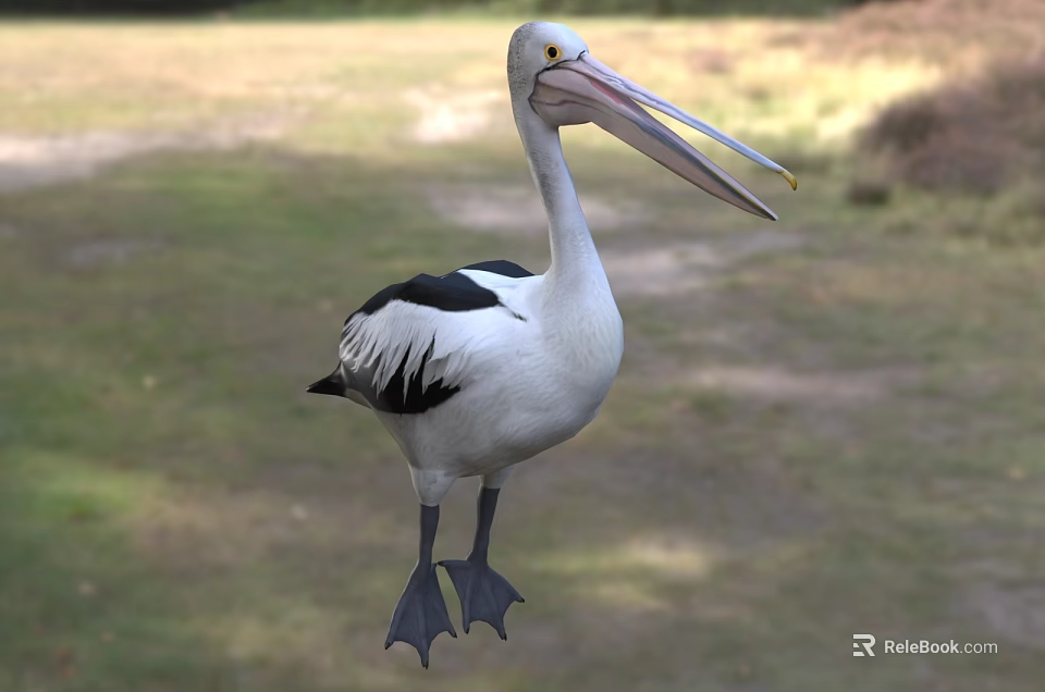 White And Black Pelican With Long Beak Standing On Grassy Field In Natural Setting 3d model 
