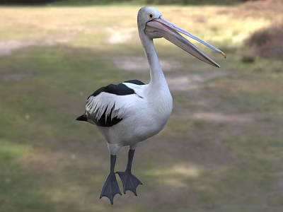 White And Black Pelican With Long Beak Standing On Grassy Field In Natural Setting 3d model