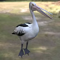 White And Black Pelican With Long Beak Standing On Grassy Field In Natural Setting