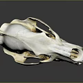 Detailed Isolated Animal Skull With White Bone Structure And Sharp Teeth On Gray Background