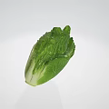 Fresh Green Leafy Lettuce Healthy Organic Vegetable Perfect For Salads And Meals