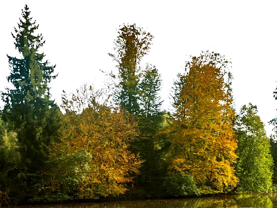 Autumn Forest Landscape With Green And Yellow Leaf Trees Near Water 3d model