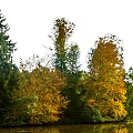 Autumn Forest Landscape With Green And Yellow Leaf Trees Near Water