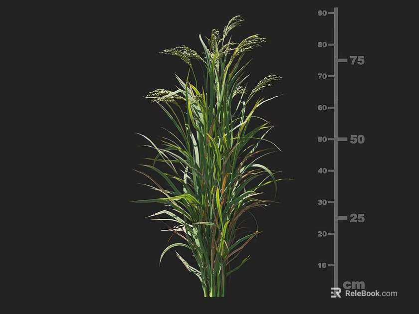 Cereal Crop Plant with Height Measurement Scale Showing Growth from 10cm to 75cm 3d model 